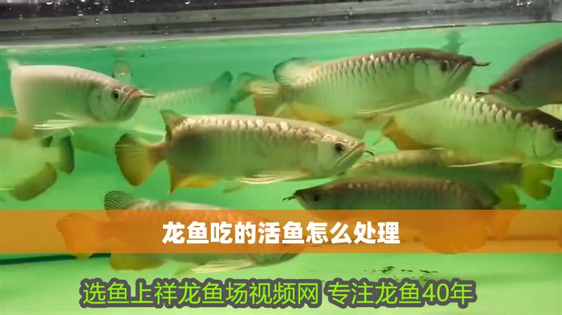 龍魚吃的活魚怎么處理