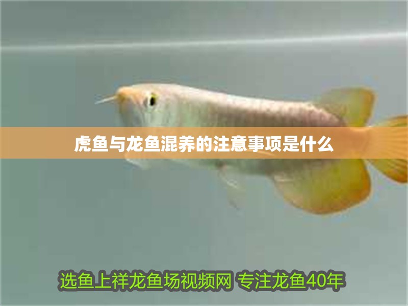 虎魚與龍魚混養(yǎng)的注意事項(xiàng)是什么
