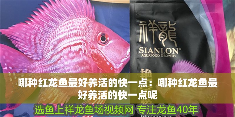 哪種紅龍魚最好養活的快一點：哪種紅龍魚最好養活的快一點呢