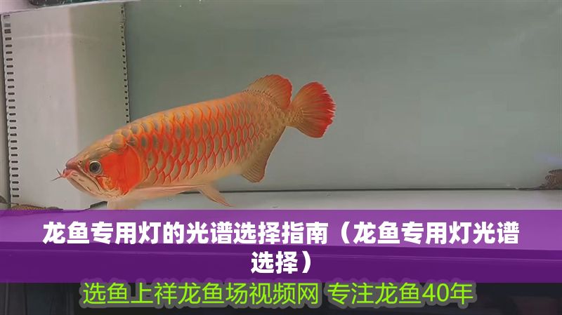 龍魚專用燈的光譜選擇指南（龍魚專用燈光譜選擇）