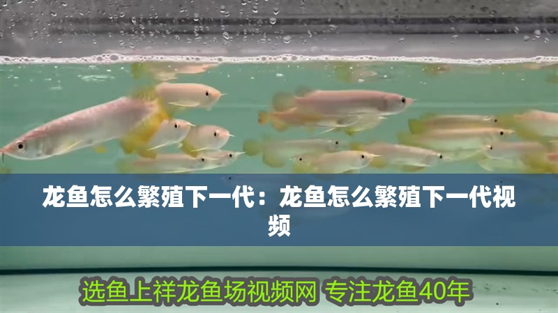 龍魚怎么繁殖下一代：龍魚怎么繁殖下一代視頻