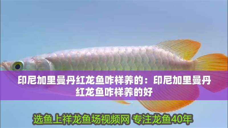 印尼加里曼丹紅龍魚咋樣養的：印尼加里曼丹紅龍魚咋樣養的好
