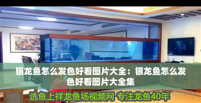 銀龍魚怎么發色好看圖片大全：銀龍魚怎么發色好看圖片大全集 銀龍魚怎么發色好看圖片大全：銀龍魚怎么發色好看圖片大全集 水族問答