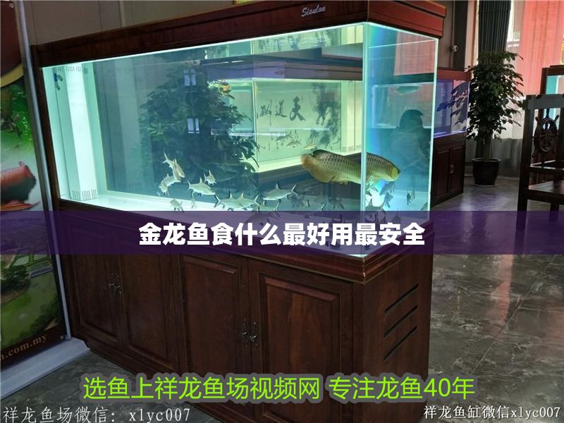 金龍魚食什么最好用最安全
