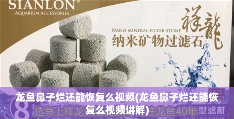 龍魚鼻子爛還能恢復(fù)么視頻(龍魚鼻子爛還能恢復(fù)么視頻講解)