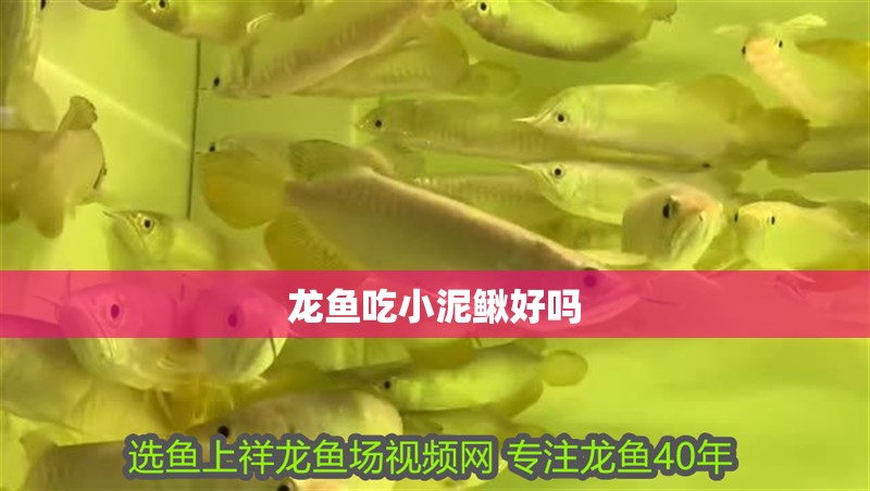 龍魚吃小泥鰍好嗎