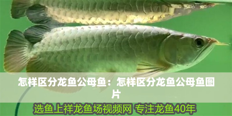 怎樣區分龍魚公母魚：怎樣區分龍魚公母魚圖片