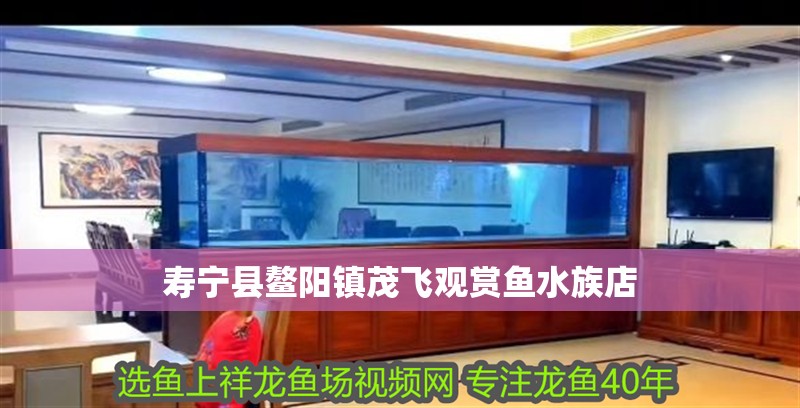 壽寧縣鰲陽鎮(zhèn)茂飛觀賞魚水族店