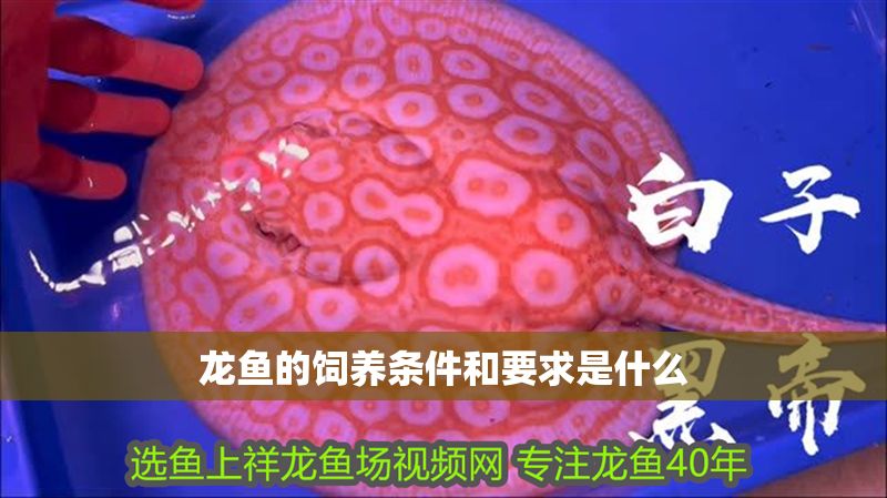龍魚的飼養(yǎng)條件和要求是什么