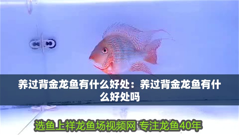 養過背金龍魚有什么好處：養過背金龍魚有什么好處嗎