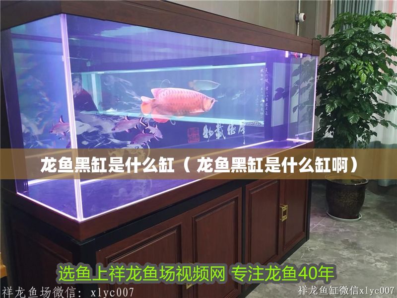 龍魚黑缸是什么缸（ 龍魚黑缸是什么缸啊）