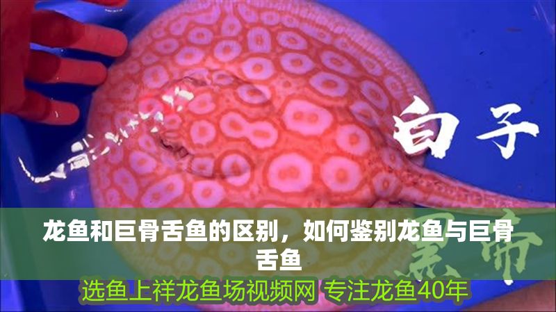 龍魚和巨骨舌魚的區別，如何鑒別龍魚與巨骨舌魚