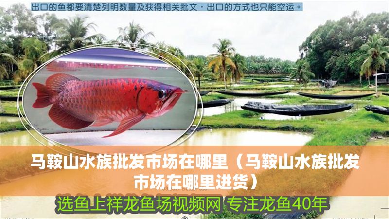 馬鞍山水族批發市場在哪里（馬鞍山水族批發市場在哪里進貨）