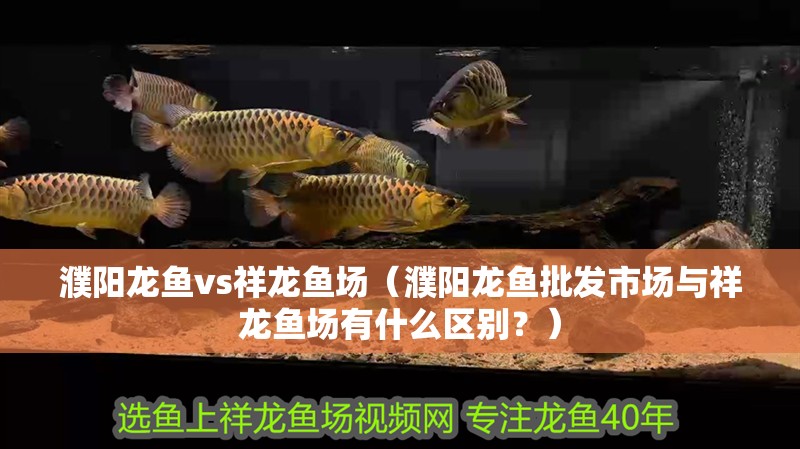 濮陽龍魚vs祥龍魚場（濮陽龍魚批發(fā)市場與祥龍魚場有什么區(qū)別？）