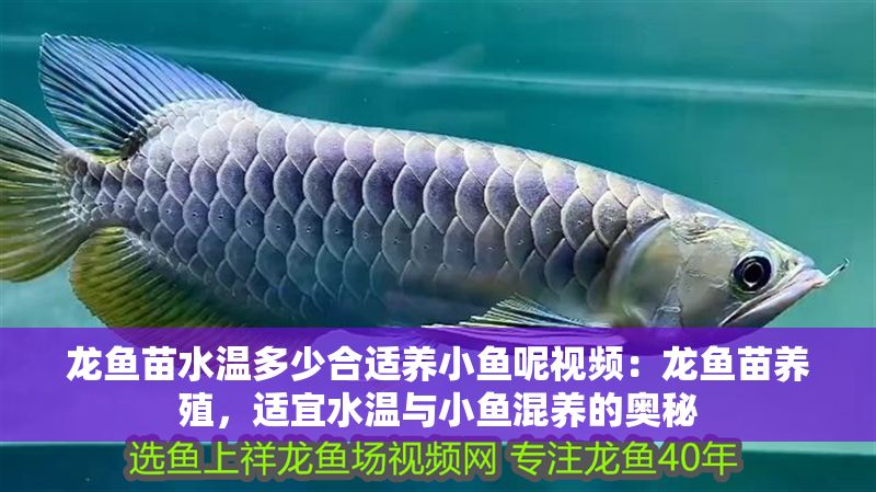 龍魚(yú)苗水溫多少合適養(yǎng)小魚(yú)呢視頻：龍魚(yú)苗養(yǎng)殖，適宜水溫與小魚(yú)混養(yǎng)的奧秘