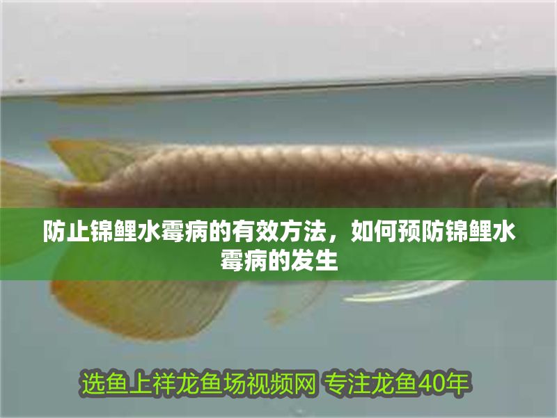 防止錦鯉水霉病的有效方法，如何預防錦鯉水霉病的發生