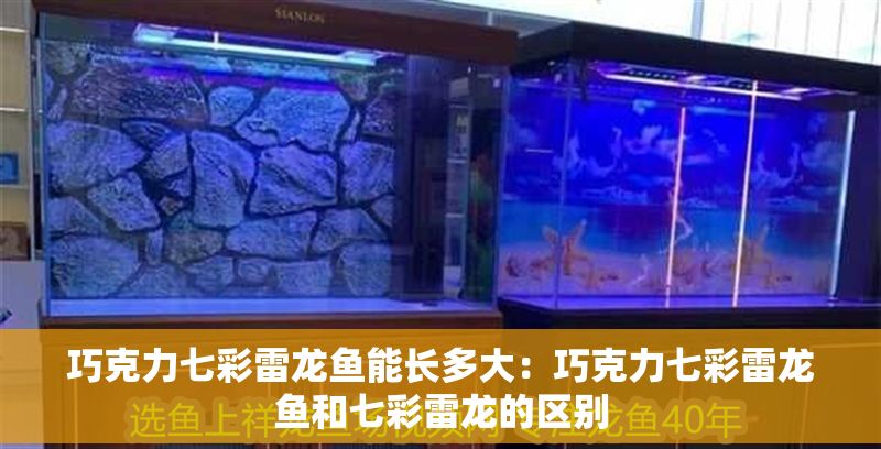 巧克力七彩雷龍魚能長多大：巧克力七彩雷龍魚和七彩雷龍的區別 巧克力七彩雷龍魚能長多大：巧克力七彩雷龍魚和七彩雷龍的區別 龍魚百科 第1張