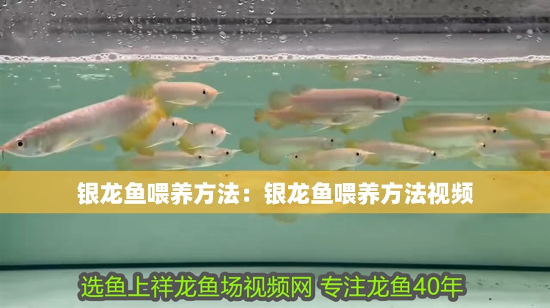 龍魚(yú) 銀龍魚(yú)喂養(yǎng)方法:銀龍魚(yú)喂養(yǎng)方法視頻 水族問(wèn)答 銀龍魚(yú)喂養(yǎng)方法:銀龍魚(yú)喂養(yǎng)方法視頻 銀龍魚(yú)喂養(yǎng)方法:銀龍魚(yú)喂養(yǎng)方法視頻 水族問(wèn)答