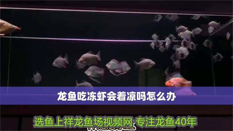 龍魚吃凍蝦會著涼嗎怎么辦