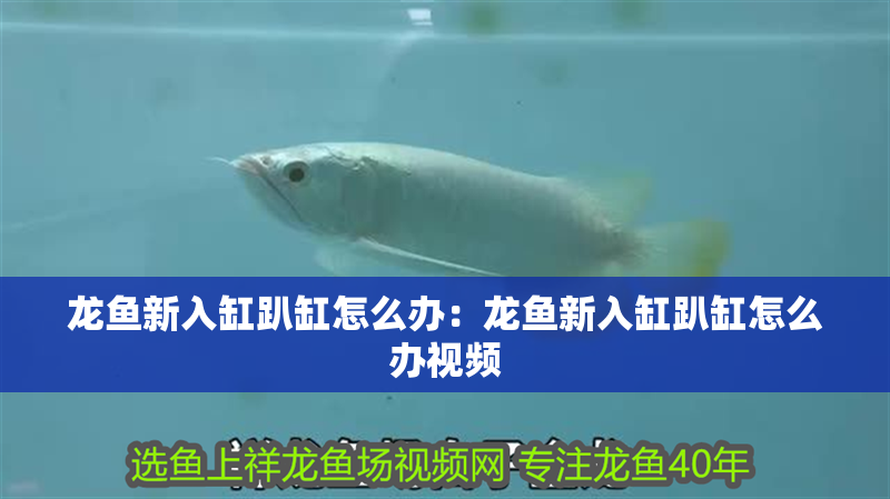 龍魚新入缸趴缸怎么辦：龍魚新入缸趴缸怎么辦視頻