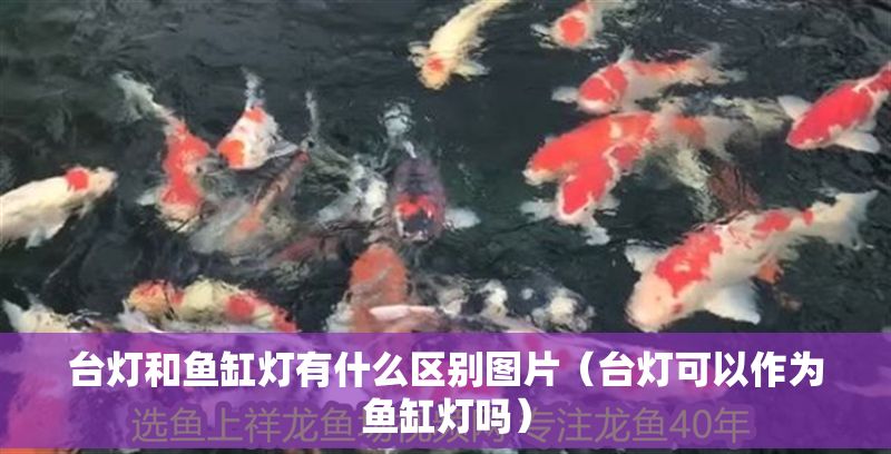 臺燈和魚缸燈有什么區(qū)別圖片（臺燈可以作為魚缸燈嗎）