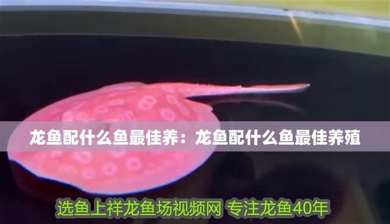 龍魚配什么魚最佳養：龍魚配什么魚最佳養殖