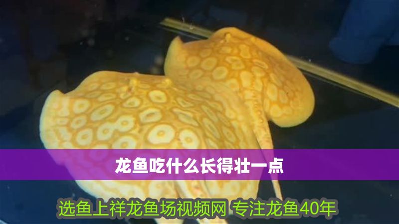 龍魚吃什么長得壯一點