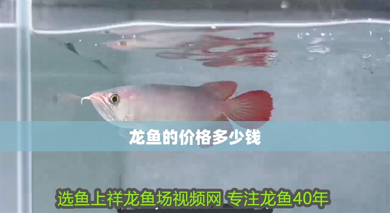 龍魚的價格多少錢