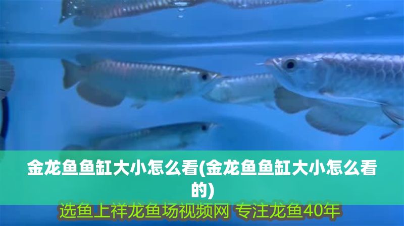 金龍魚魚缸大小怎么看(金龍魚魚缸大小怎么看的)