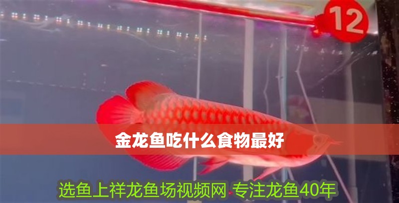 金龍魚吃什么食物最好