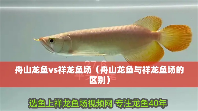 舟山龍魚vs祥龍魚場(舟山龍魚與祥龍魚場的區別) 全國水族館企業名錄 第1張 舟山龍魚vs祥龍魚場(舟山龍魚與祥龍魚場的區別) 舟山龍魚vs祥龍魚場(舟山龍魚與祥龍魚場的區別) 全國水族館企業名錄 第1張
