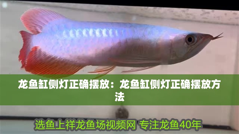 龍魚缸側燈正確擺放：龍魚缸側燈正確擺放方法