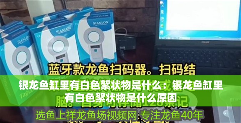 銀龍魚缸里有白色絮狀物是什么：銀龍魚缸里有白色絮狀物是什么原因