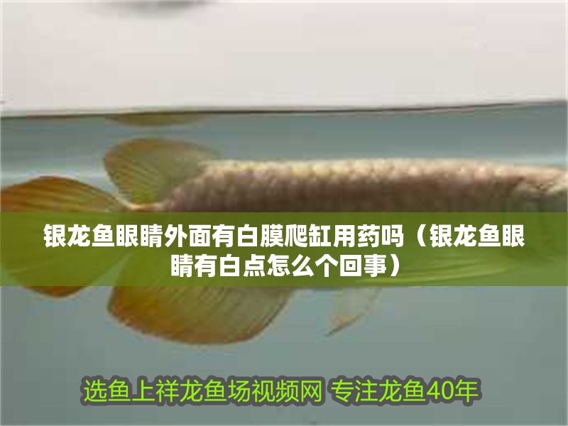 銀龍魚眼睛外面有白膜爬缸用藥嗎（銀龍魚眼睛有白點怎么個回事）