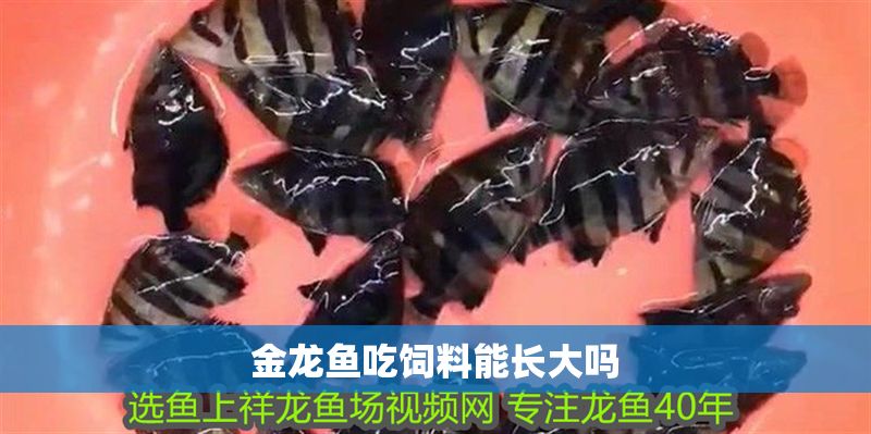 金龍魚吃飼料能長大嗎