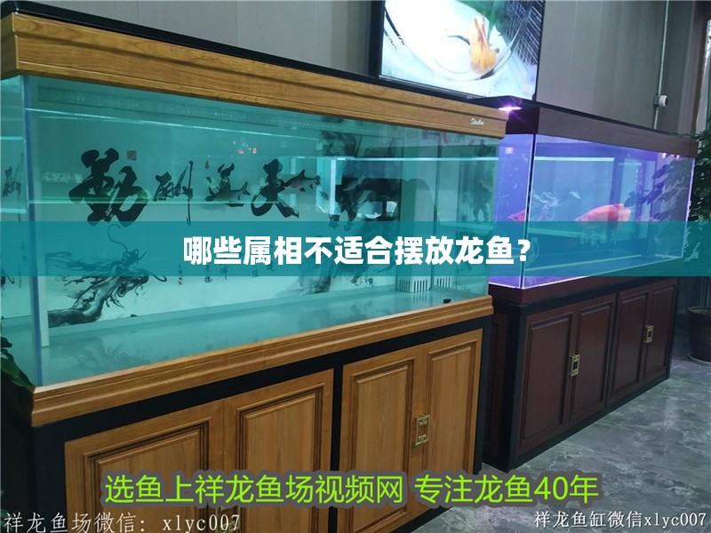 哪些屬相不適合擺放龍魚？