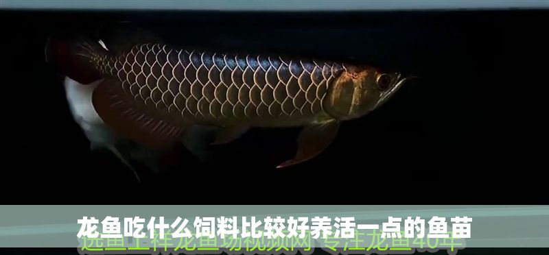 龍魚吃什么飼料比較好養活一點的魚苗