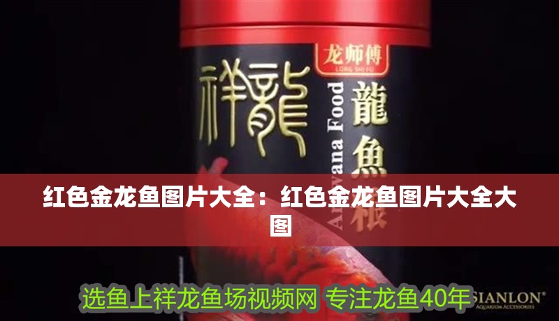 紅色金龍魚(yú)圖片大全：紅色金龍魚(yú)圖片大全大圖 紅色金龍魚(yú)圖片大全：紅色金龍魚(yú)圖片大全大圖 水族問(wèn)答