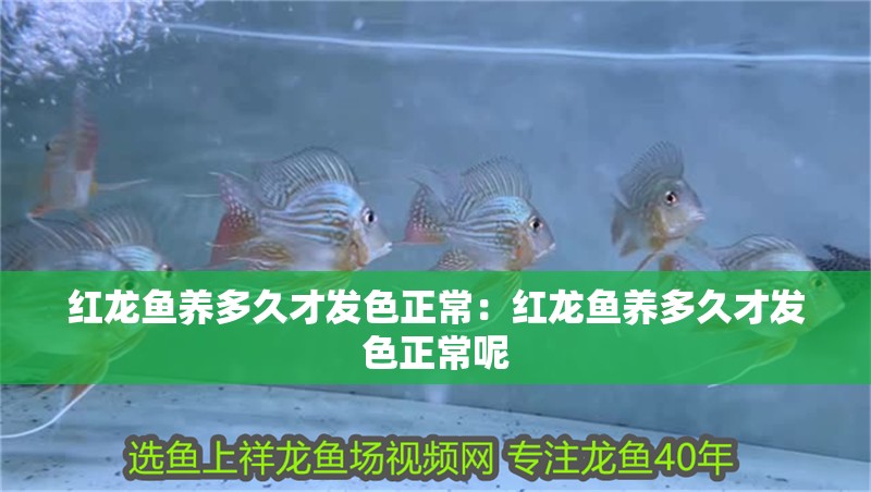 紅龍魚養多久才發色正常：紅龍魚養多久才發色正常呢