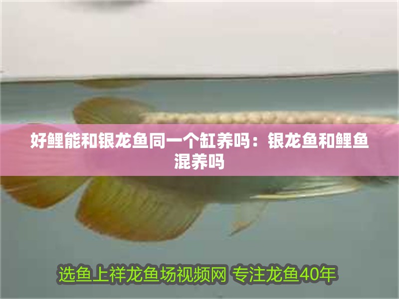 好鯉能和銀龍魚同一個缸養嗎：銀龍魚和鯉魚混養嗎