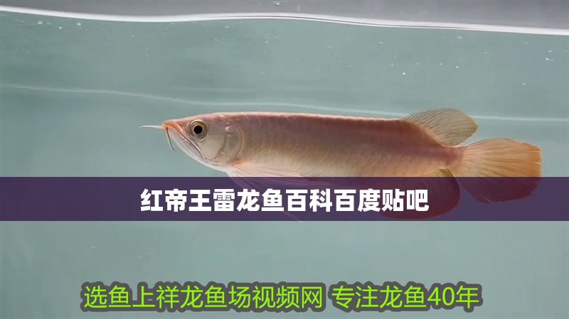 紅帝王雷龍魚百科百度貼吧