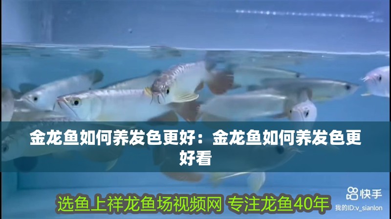 金龍魚如何養發色更好：金龍魚如何養發色更好看