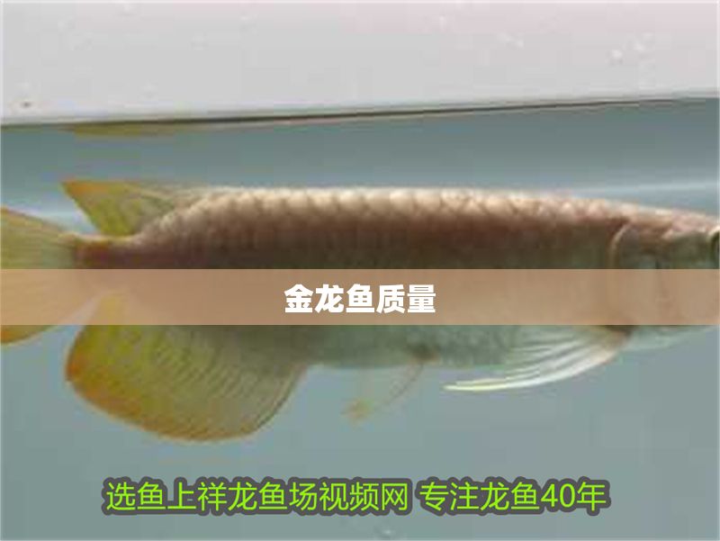 金龍魚質(zhì)量