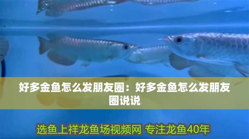 好多金魚怎么發朋友圈：好多金魚怎么發朋友圈說說