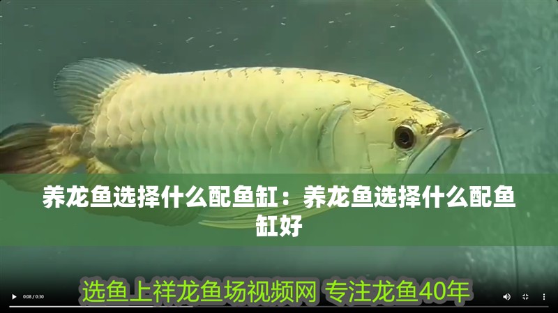 養龍魚選擇什么配魚缸：養龍魚選擇什么配魚缸好