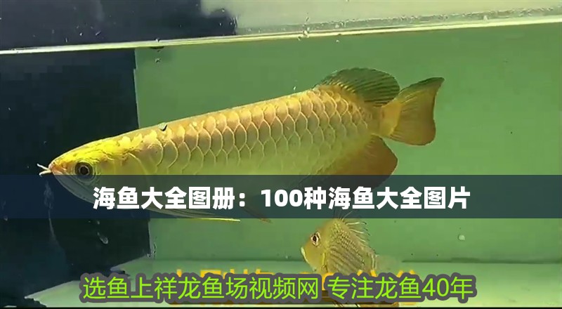 海魚大全圖冊：100種海魚大全圖片