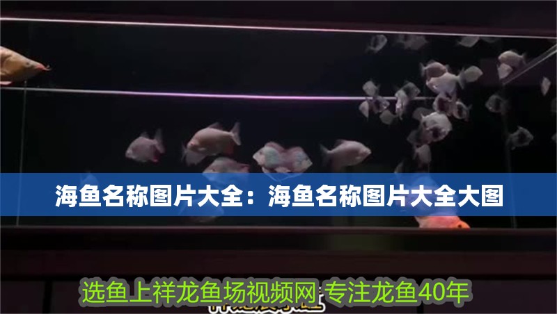海魚名稱圖片大全：海魚名稱圖片大全大圖