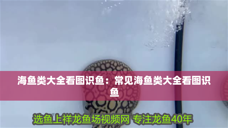 海魚類大全看圖識魚：常見海魚類大全看圖識魚