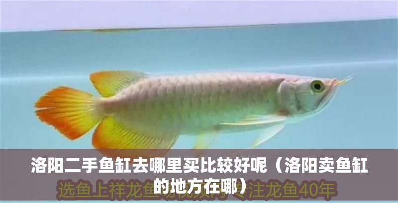 洛陽二手魚缸去哪里買比較好呢（洛陽賣魚缸的地方在哪）