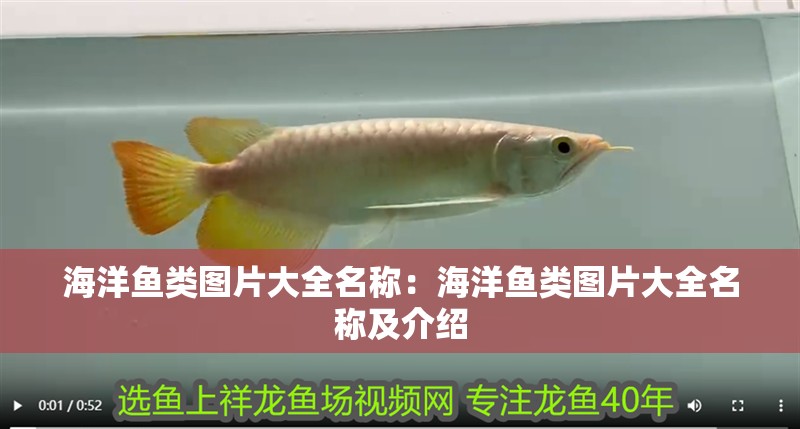 海洋魚類圖片大全名稱：海洋魚類圖片大全名稱及介紹